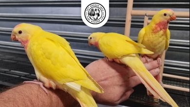 Lutino-Conure Physical