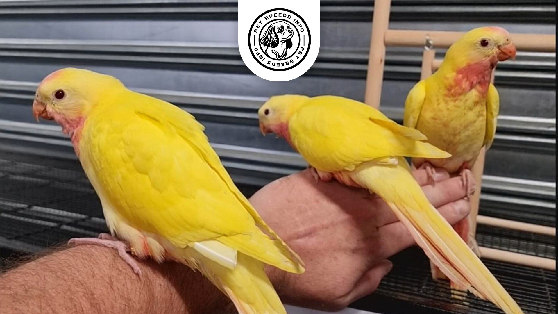 Lutino-Conure Physical