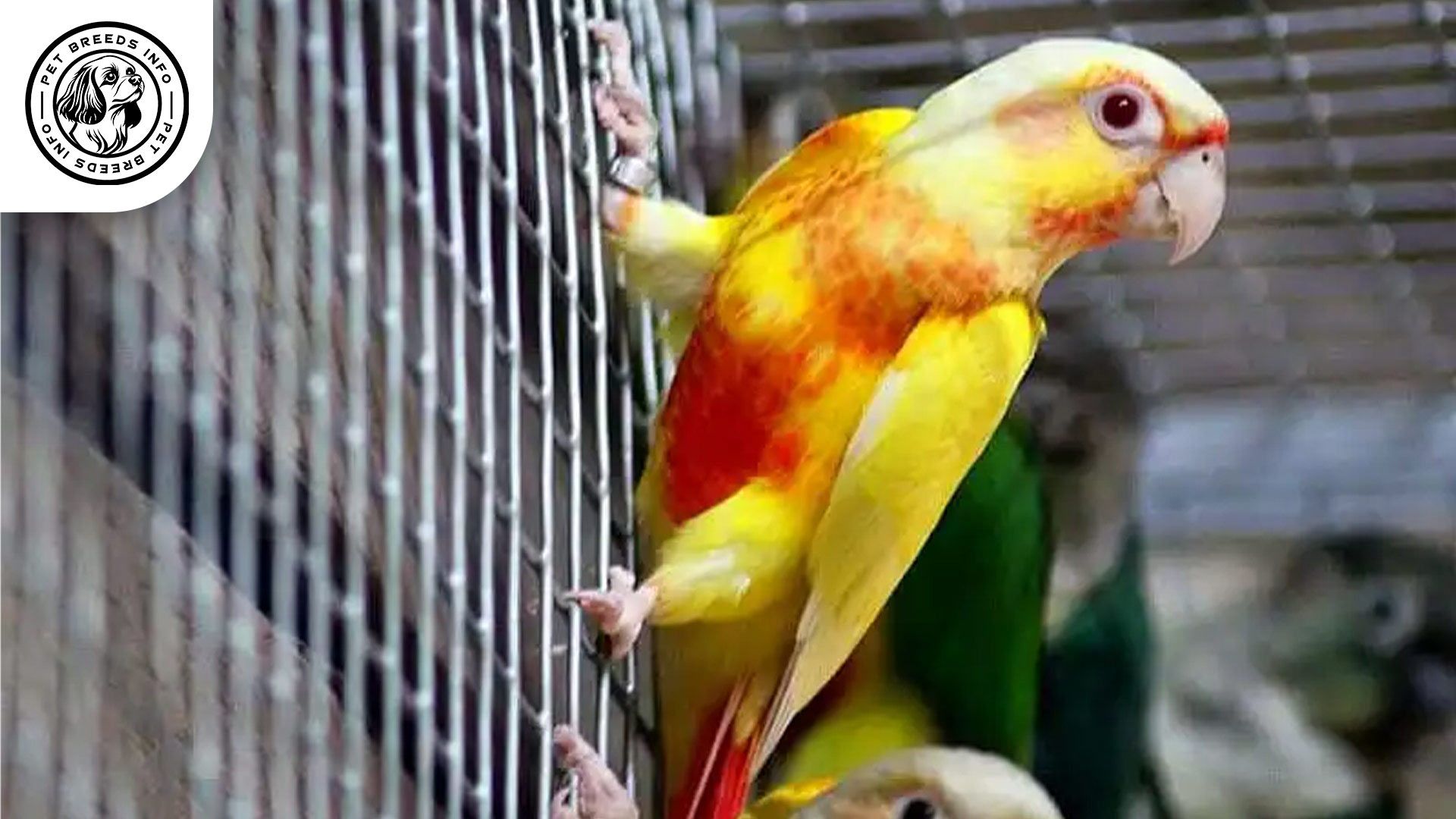 Lutino-Conure Diet