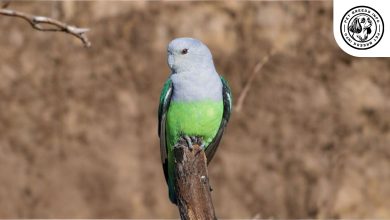 Madagascar Lovebird