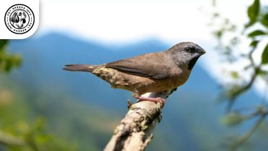 Madagascar Mannikin Madagascar Mannikin Bird: Personality, Lifespan, Food & Care