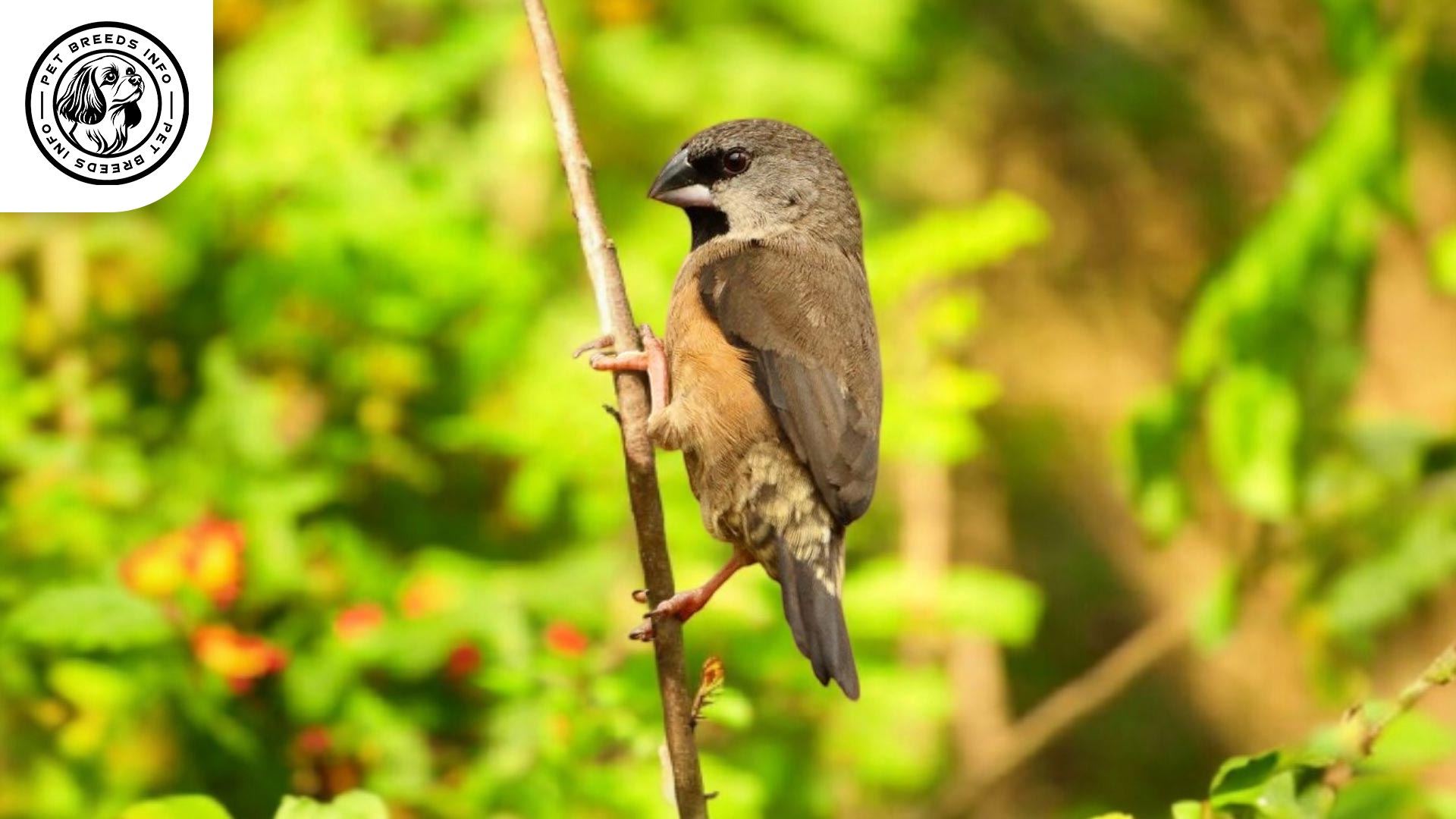 Madagascar Mannikin Physical Characteristics