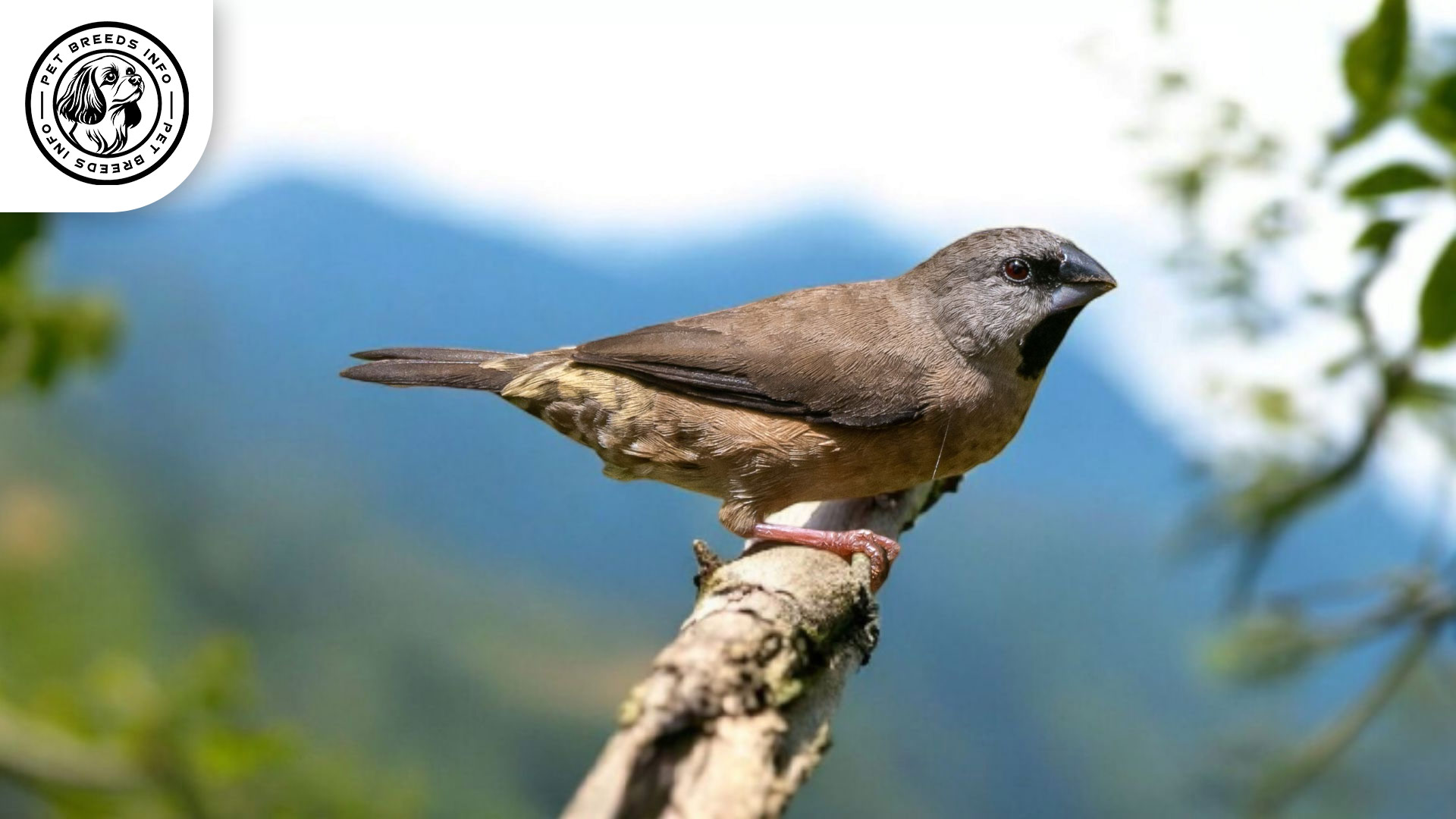 Madagascar Mannikin Madagascar Mannikin Bird: Personality, Lifespan, Food & Care