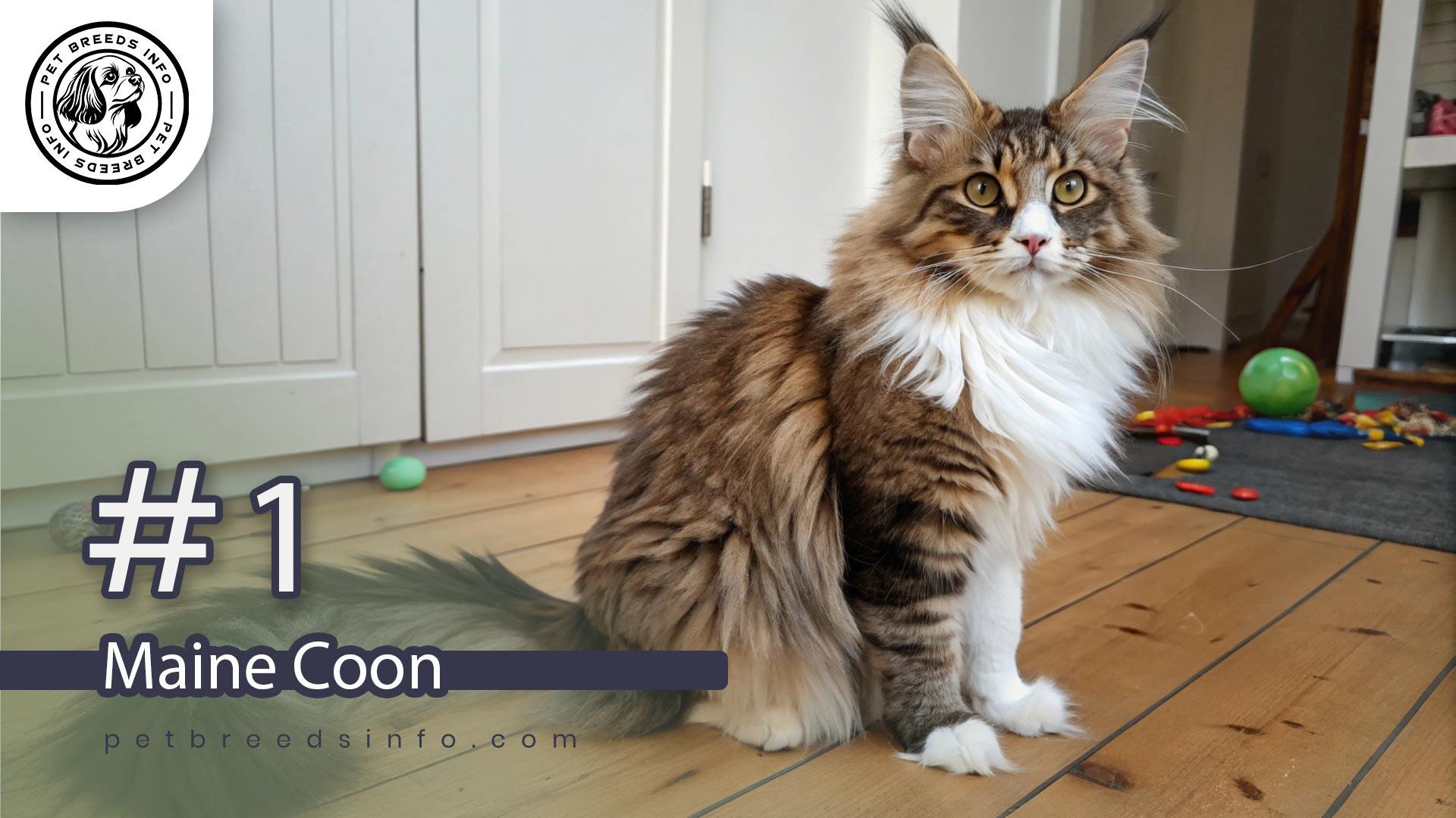 Maine Coon cat