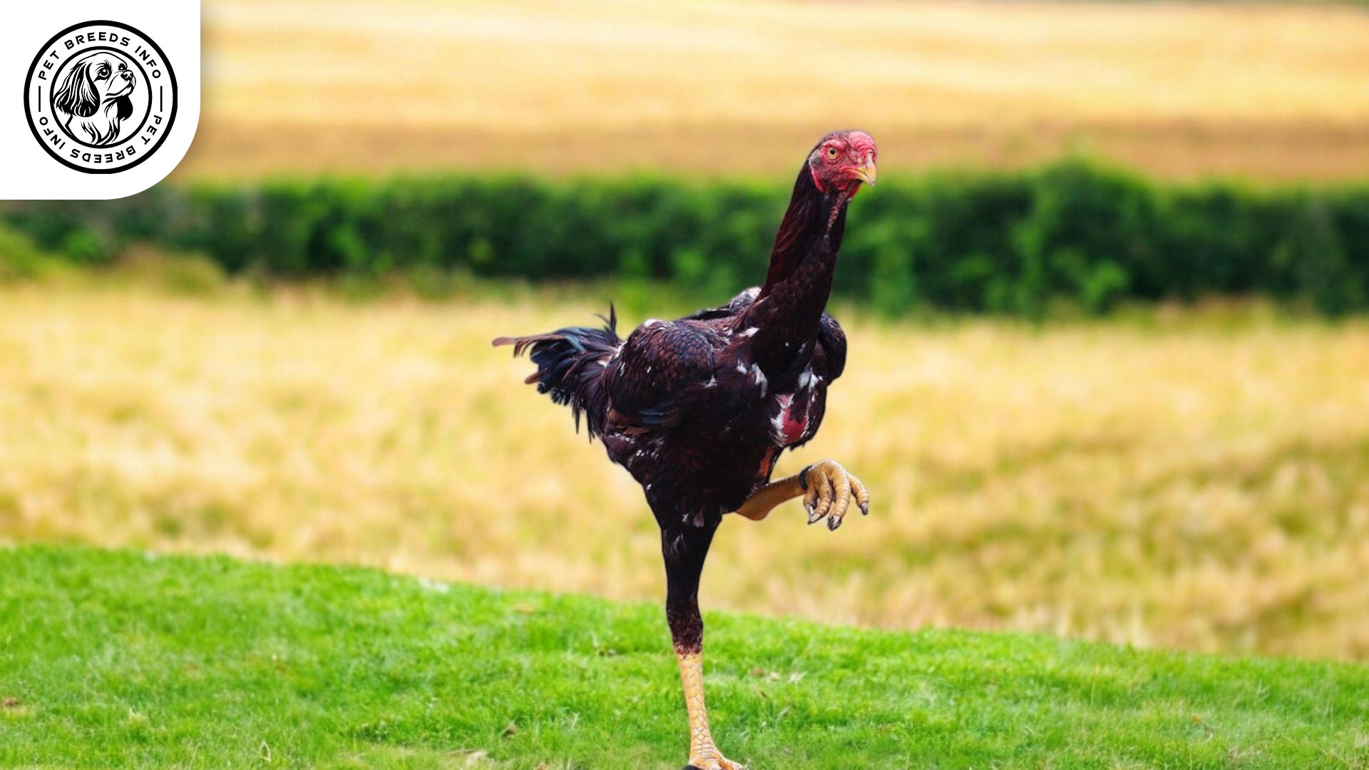 Malay Chicken