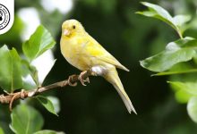 Malinois Canary