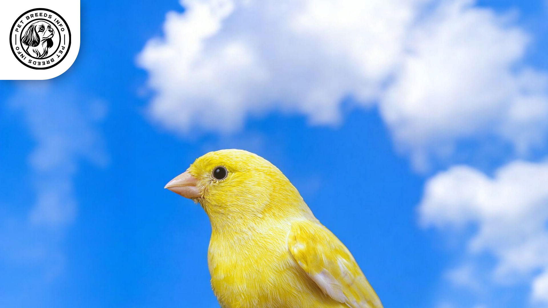 Malinois Canary Care