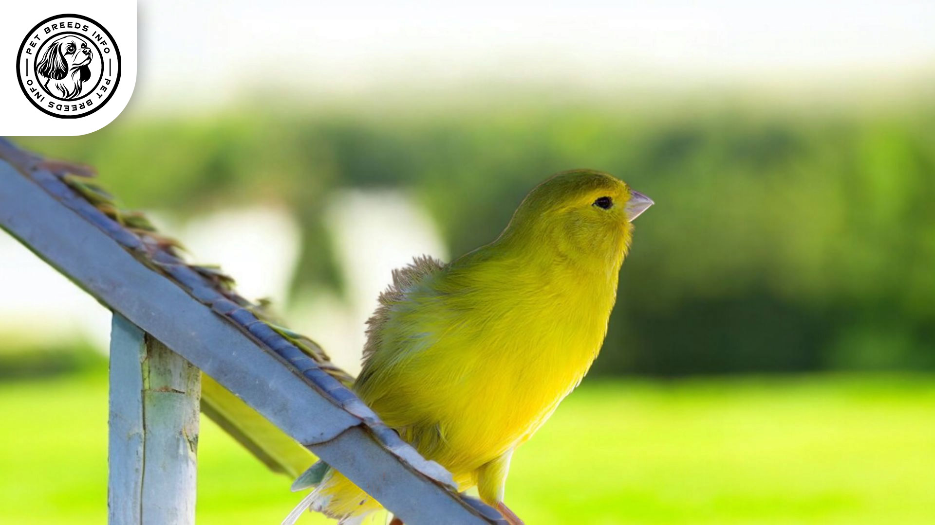 Malinois Canary Personality