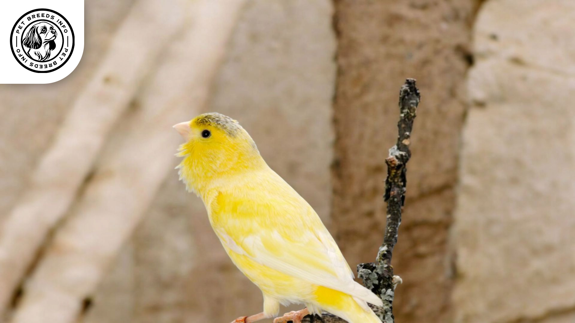 Malinois Canary Physical Characteristics