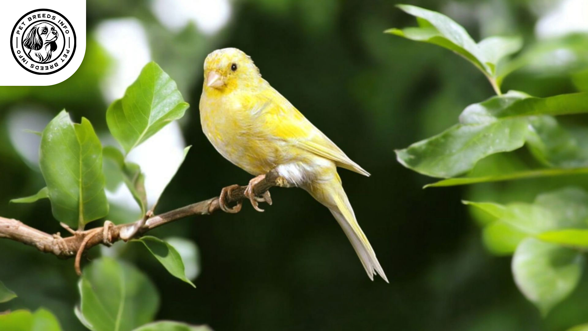 Malinois Canary