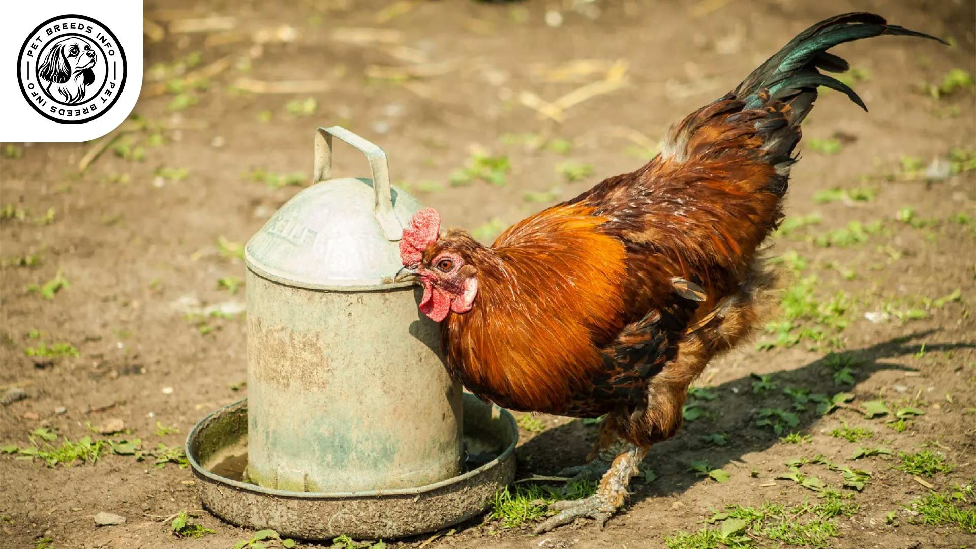 Marsh Daisy Chicken Breed Diet