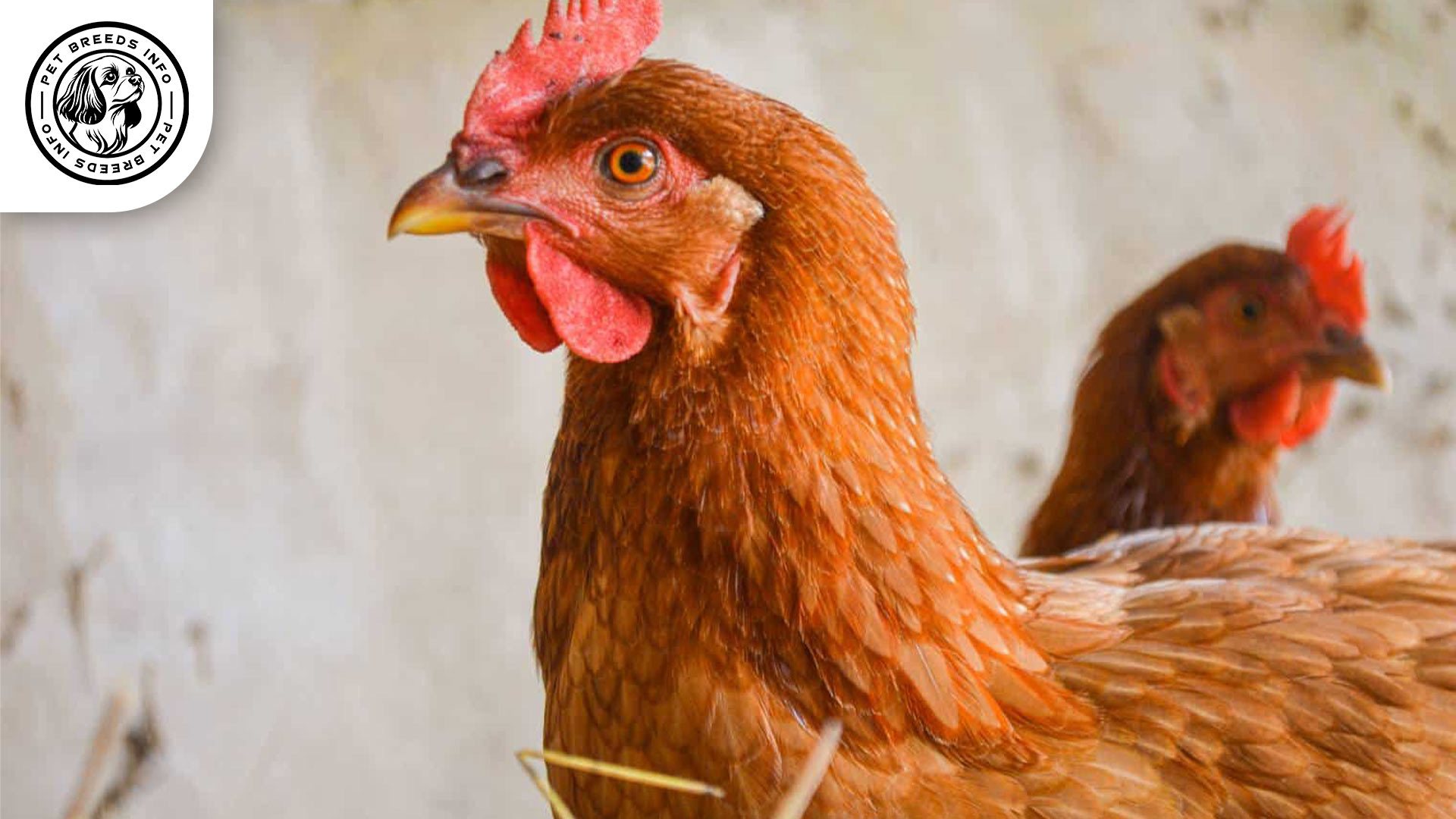 Marsh Daisy Chicken Breed Interaction