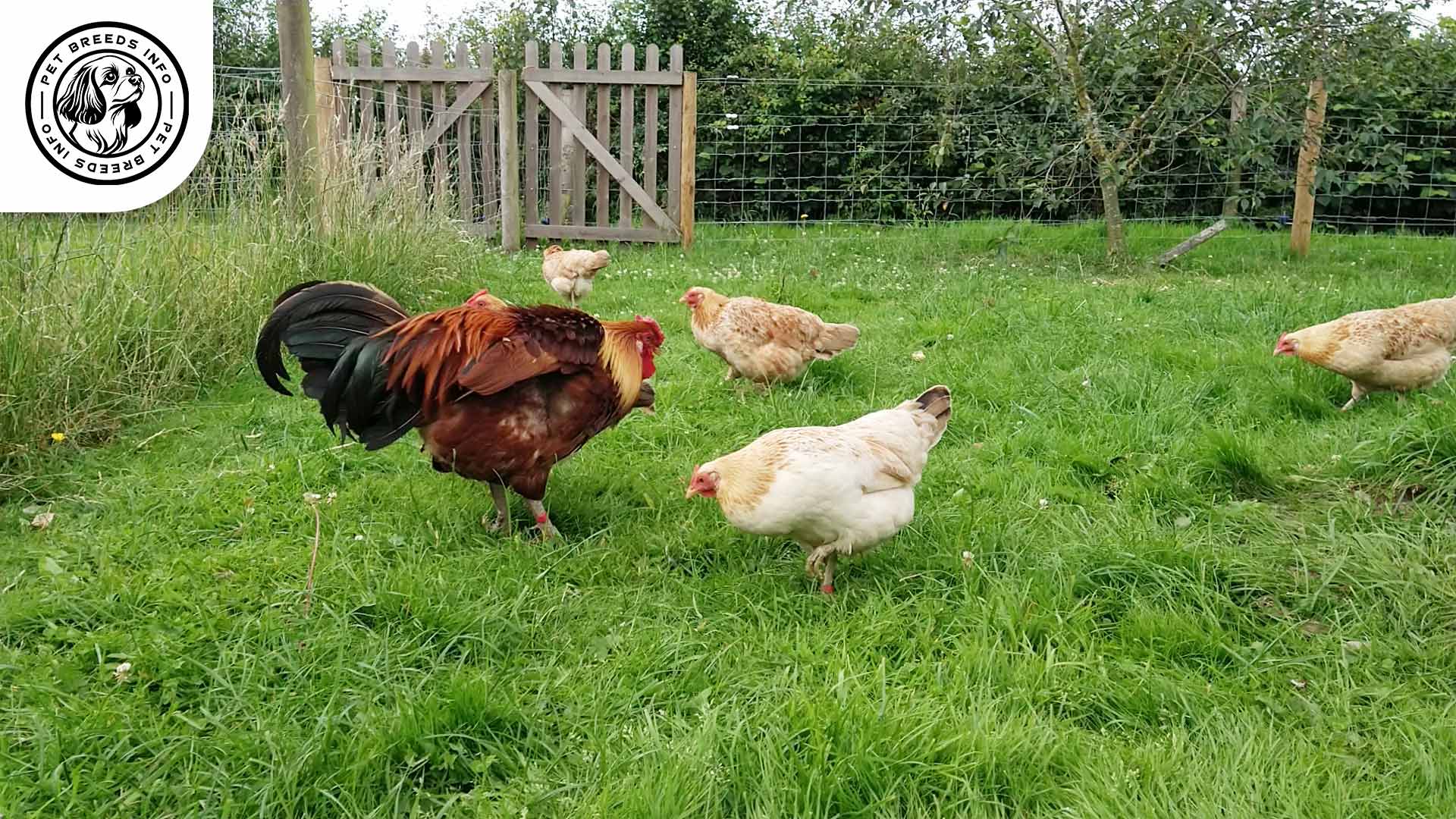 Marsh Daisy Chicken Breed Personality