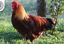 Marsh Daisy Chicken Breed