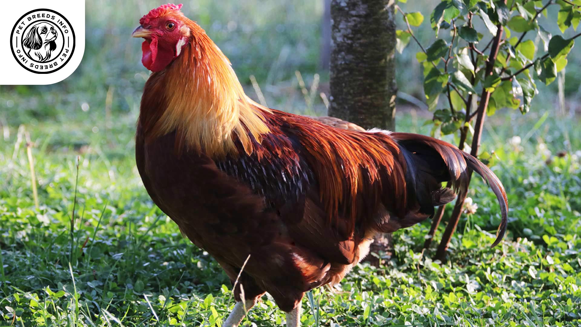 Marsh Daisy Chicken Breed