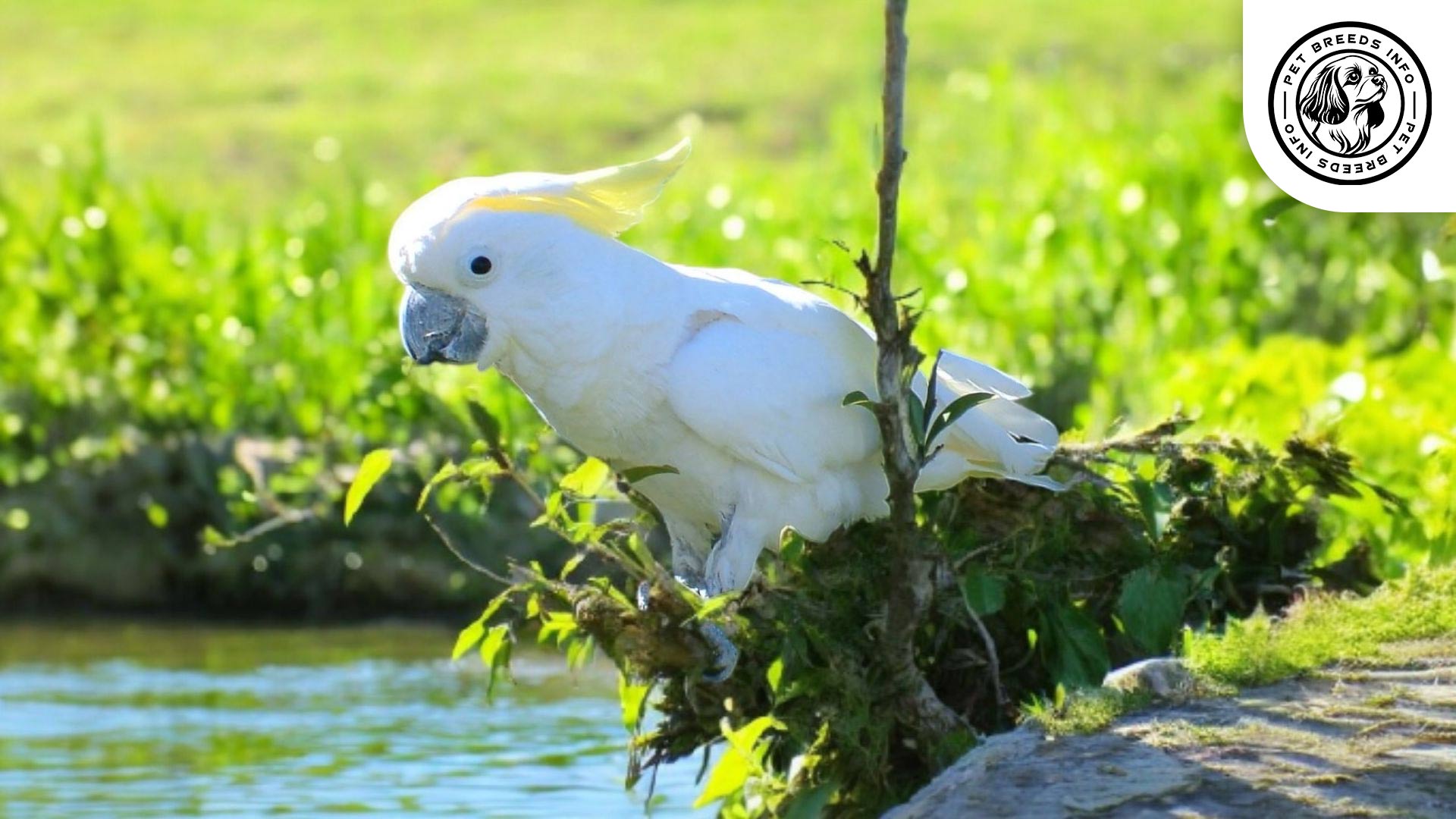 Medium Sulphur-crested Cockatoo Care