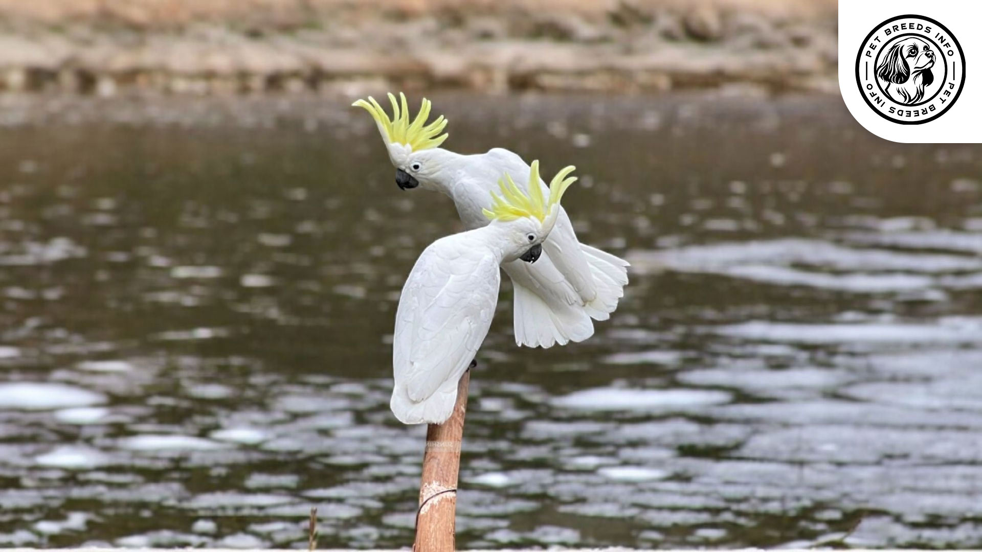 Medium Sulphur-crested Cockatoo Interaction