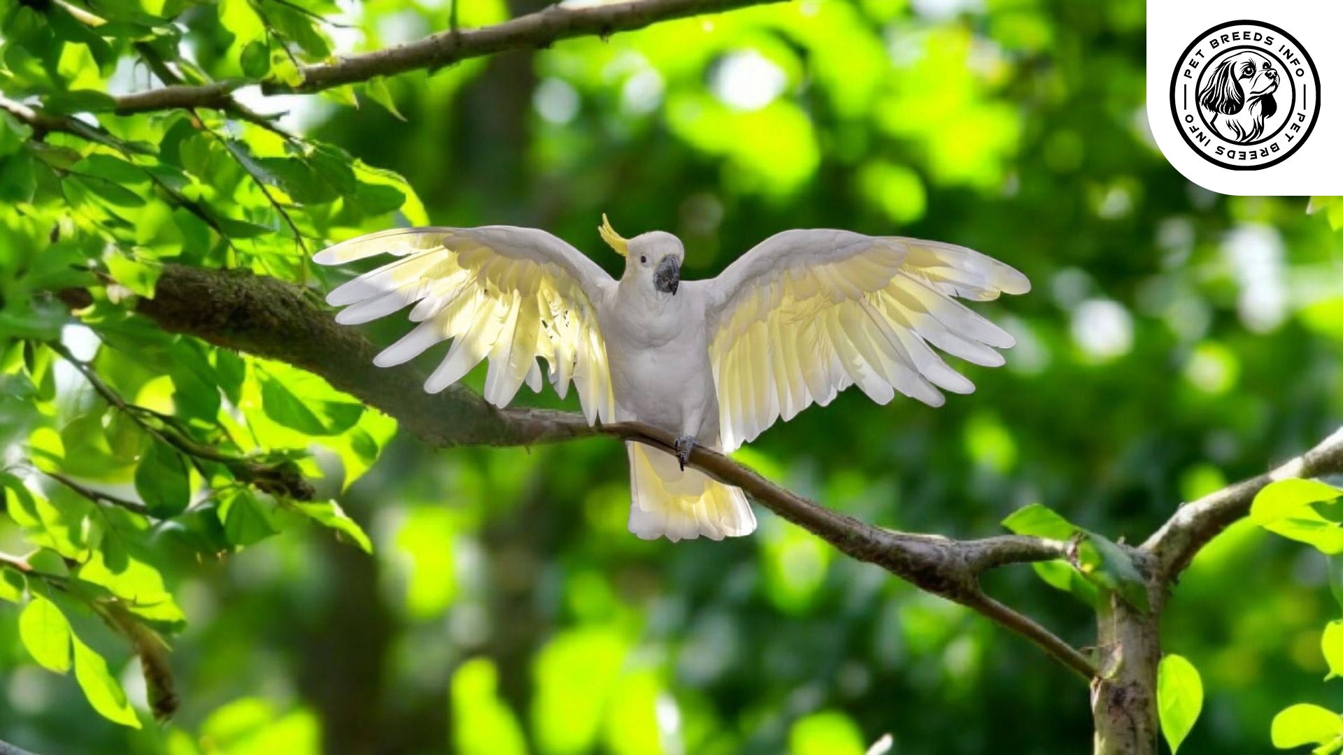 Medium Sulphur-crested Cockatoo Physical Characteristics