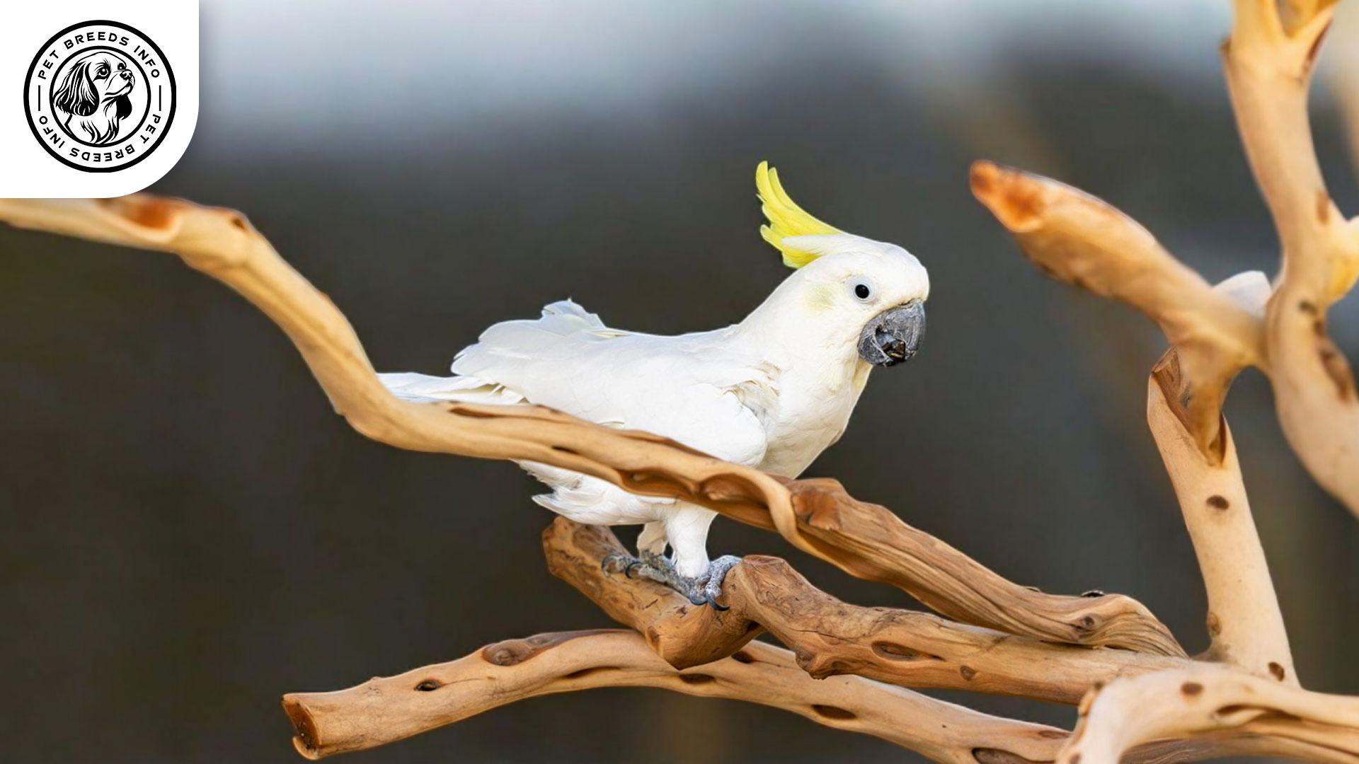 Medium Sulphur-crested Cockatoo