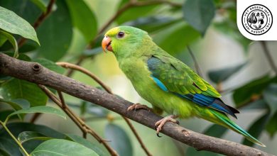 Mexican Parrotlet