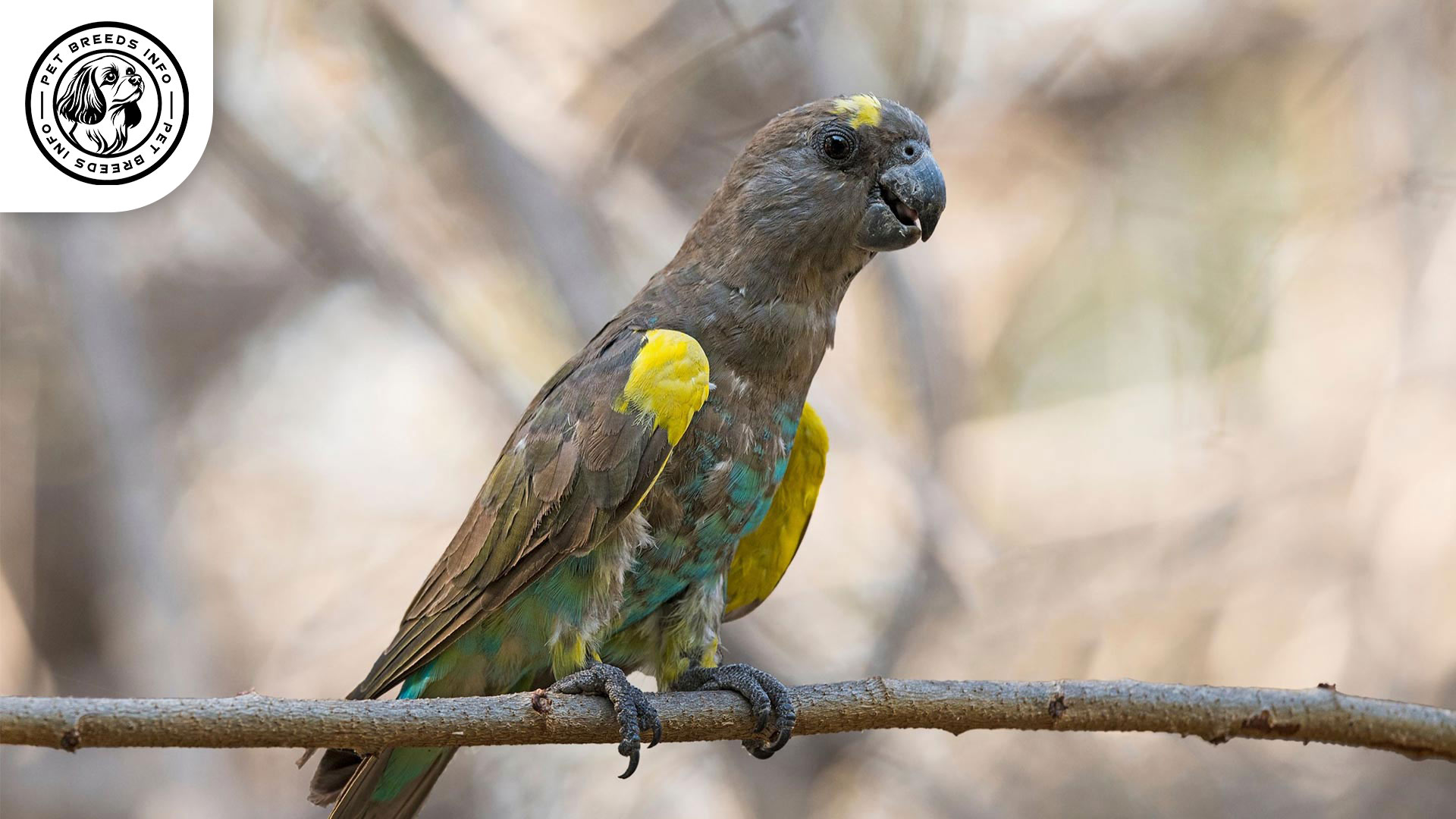 Meyer's-Parrot-Diet
