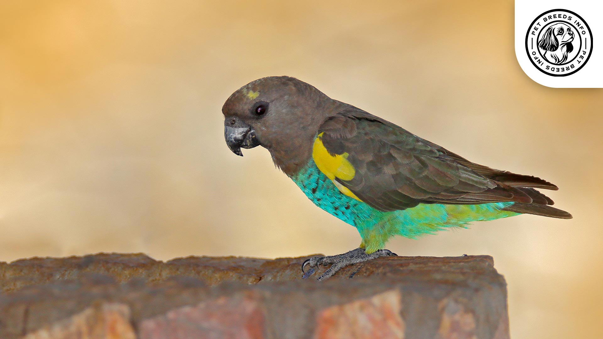 Meyer's-Parrot Interaction