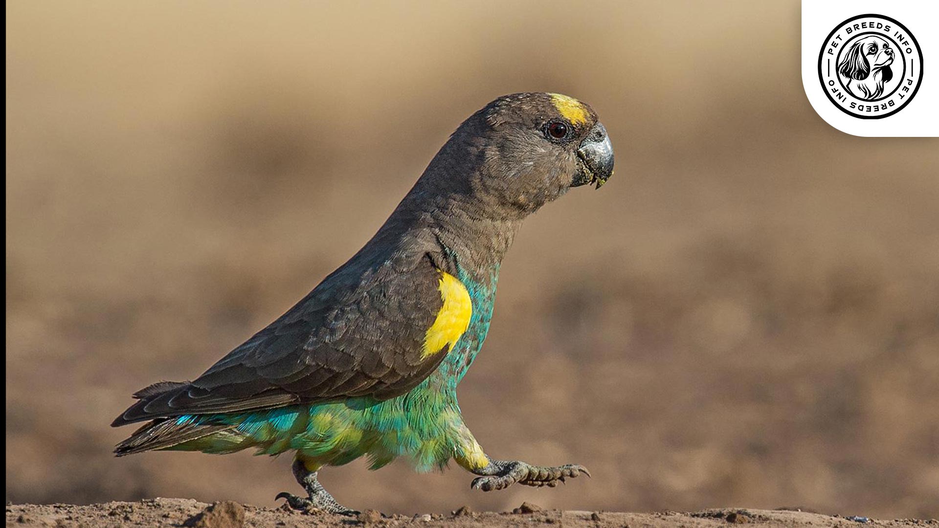 Meyer's-Parrot-Personality