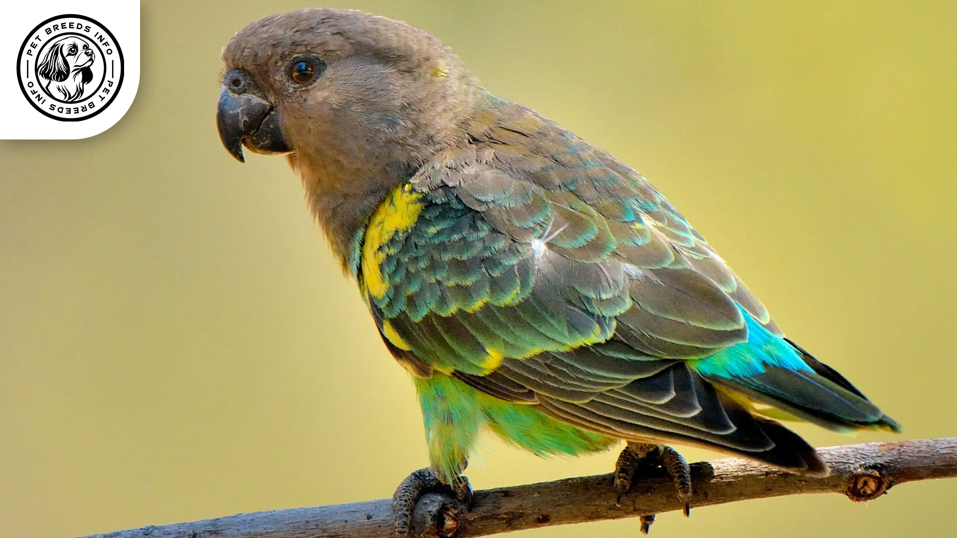 Meyer's-Parrot-mashatu-Physical