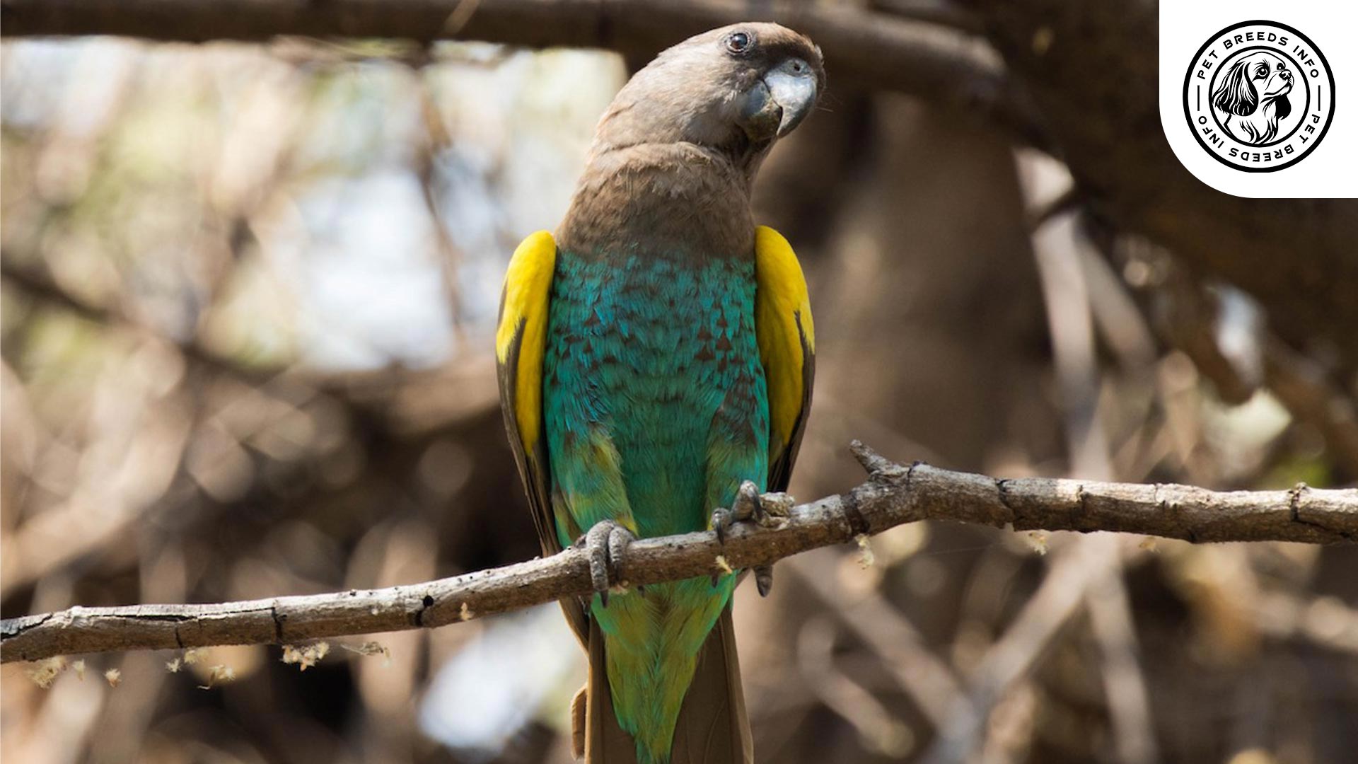 Meyer's-Parrot