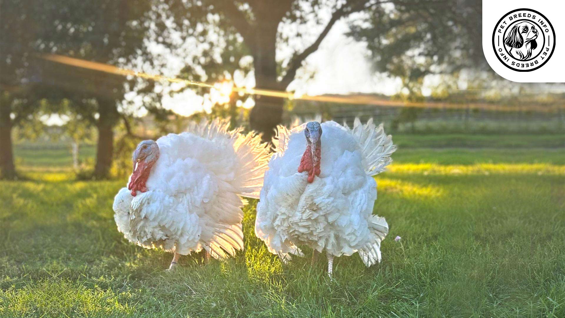 Midget White Turkey Diet