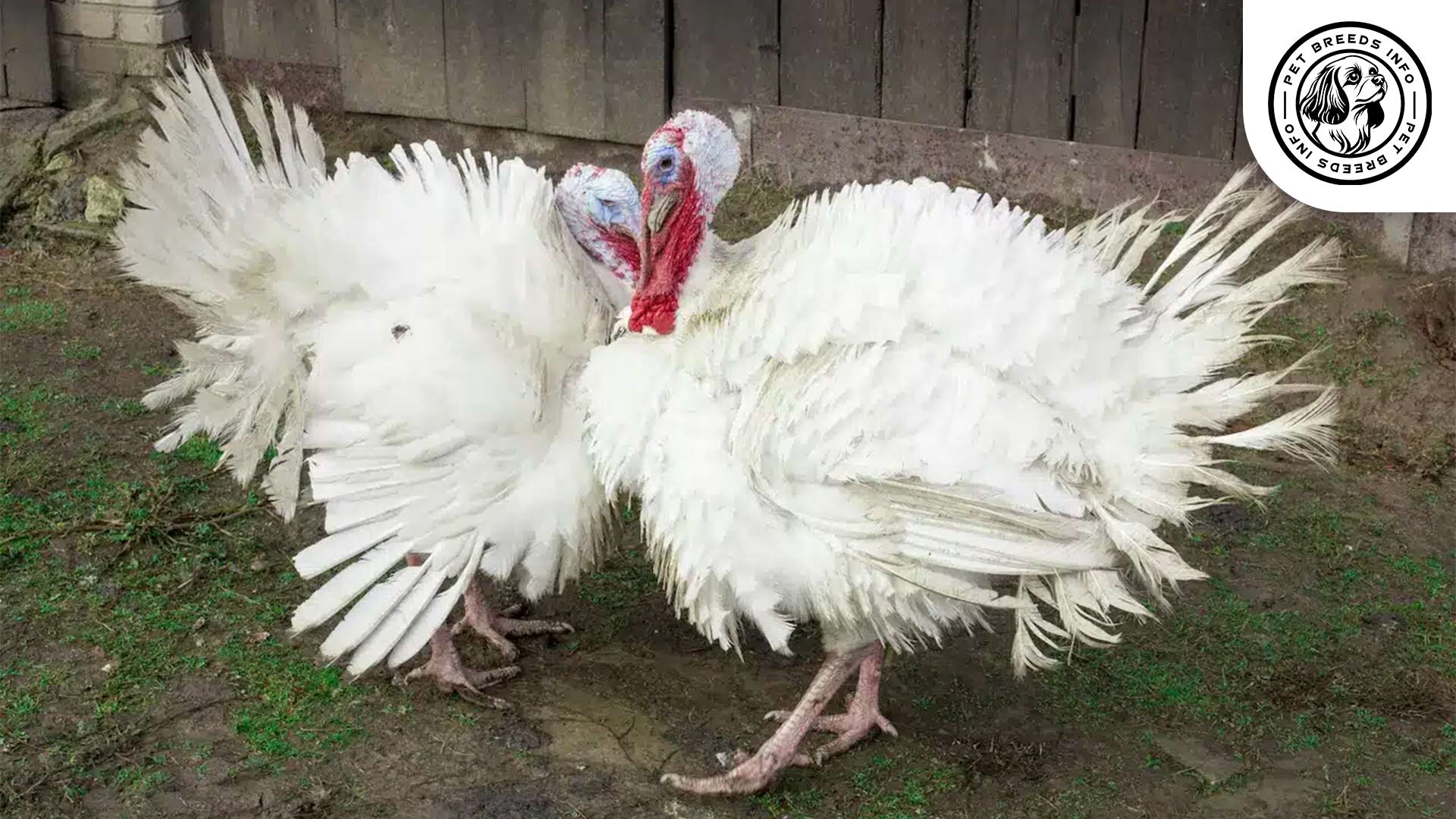 Midget White Turkey Physical