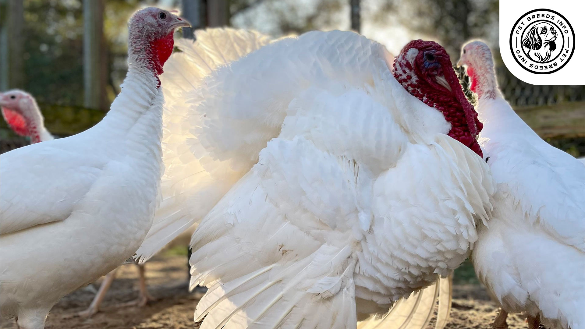 Midget White Turkey
