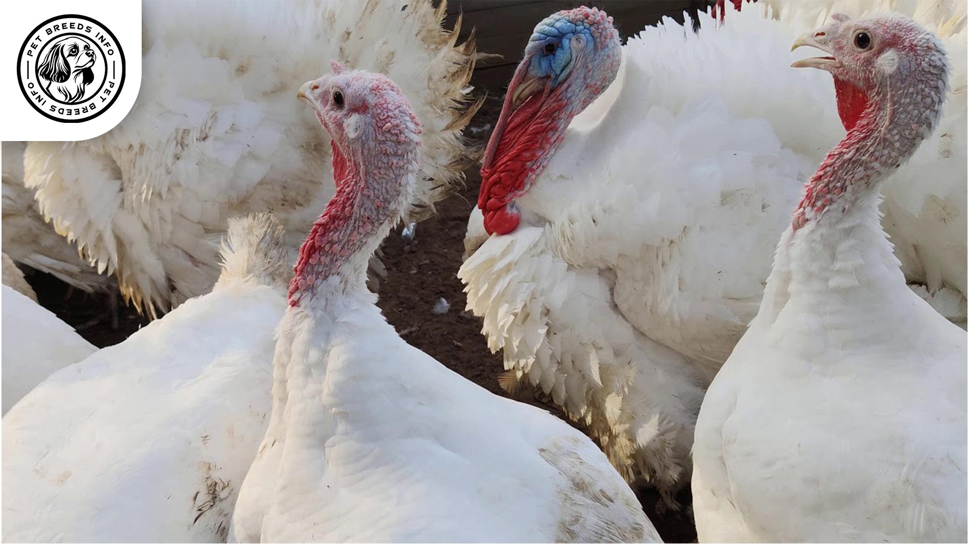 Midget White Turkey Interaction