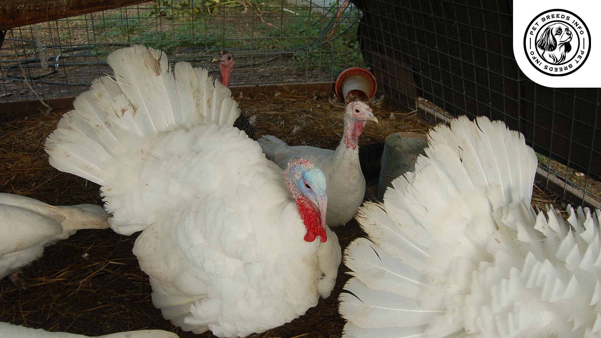 Midget White Turkey Personality