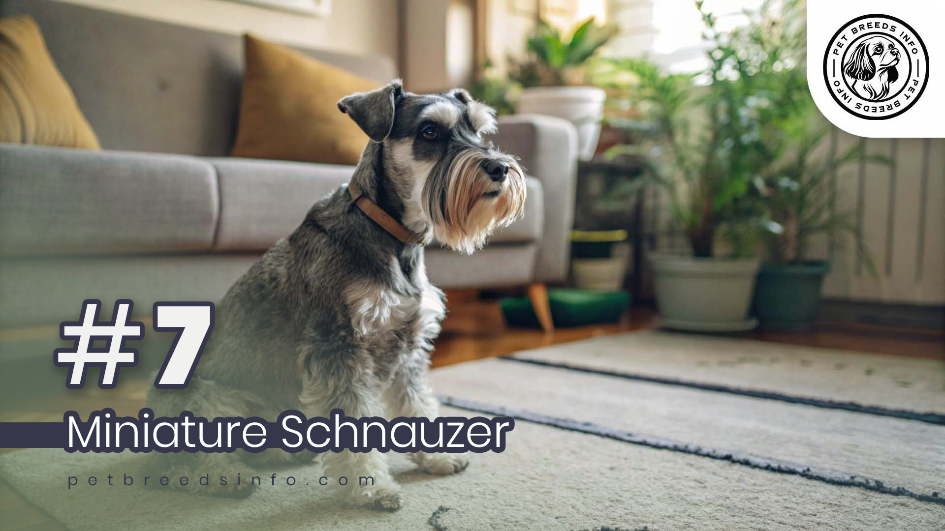 Miniature Schnauzer