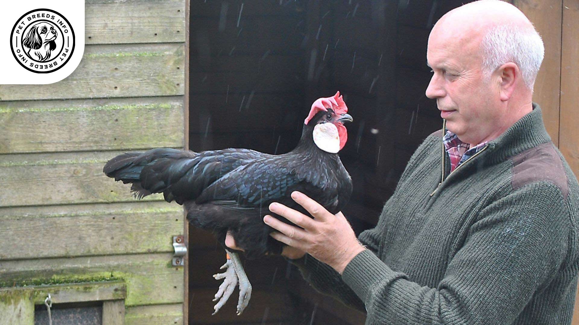 Minorca Chicken Interaction