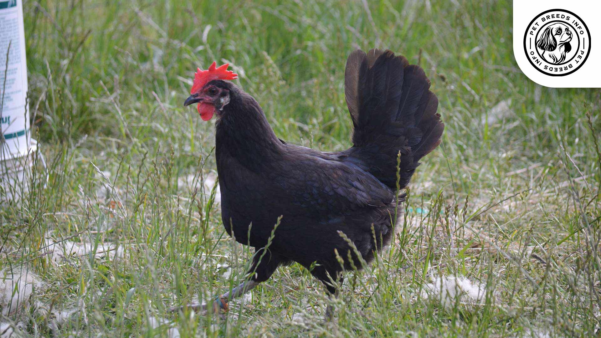 Minorca Chicken Physical