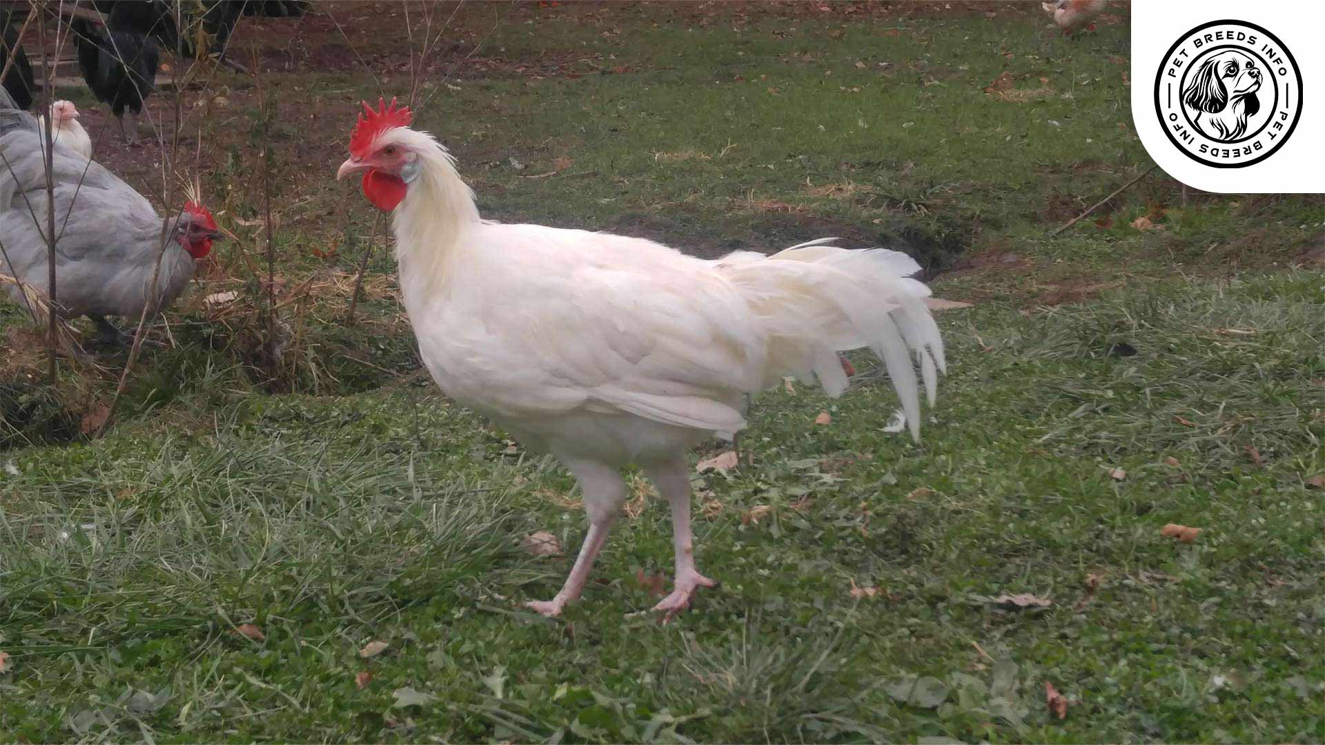 Minorca Chicken White Diet