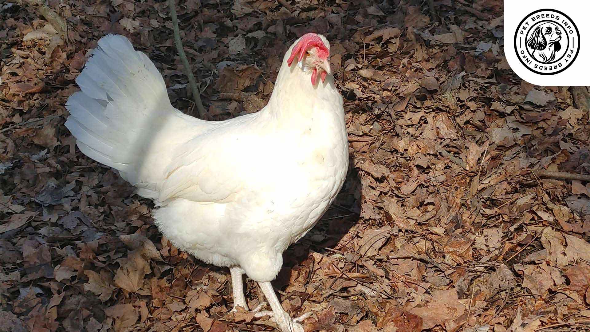 Minorca Chicken