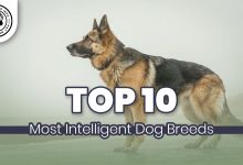 Most Intelligent Dog Breeds