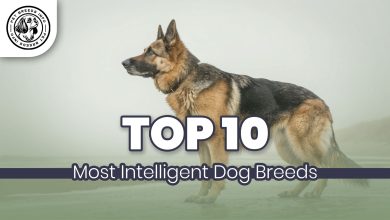 Most Intelligent Dog Breeds