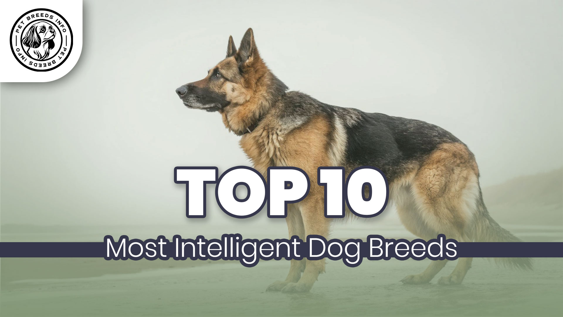 Most Intelligent Dog Breeds