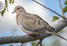 Mourning Dove