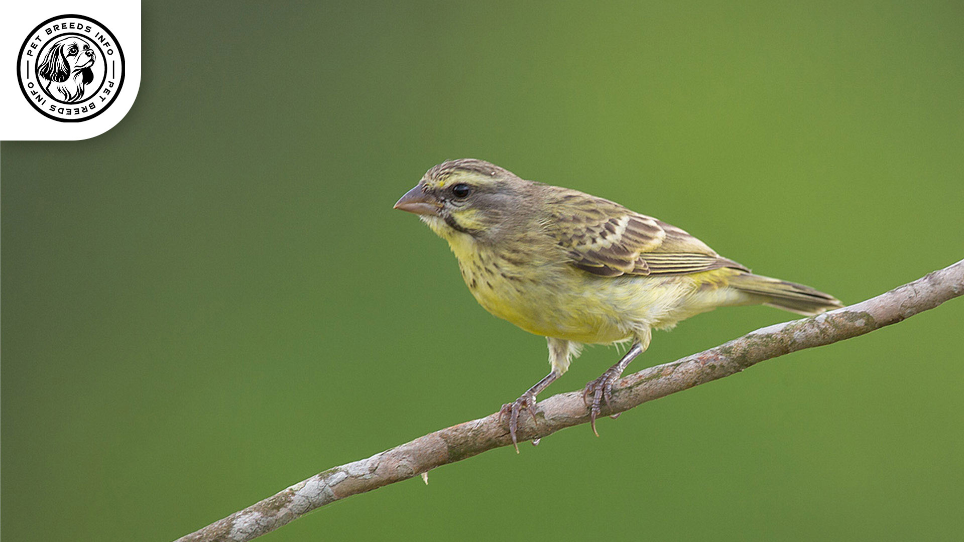 Mozambique Canary Bird Diet