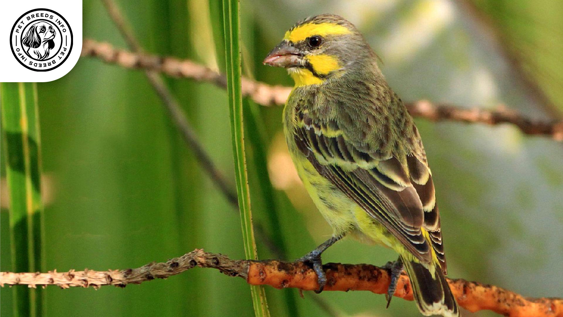Mozambique Canary Bird Interaction