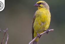 Mozambique Canary Bird Personality