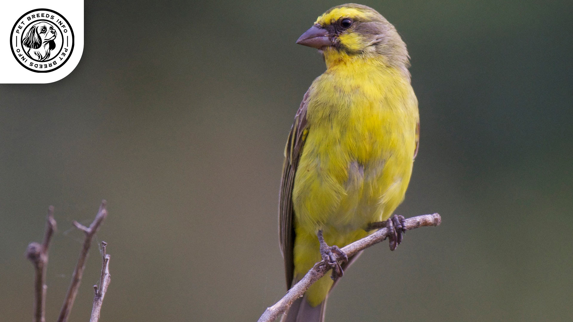 Mozambique Canary Bird Personality