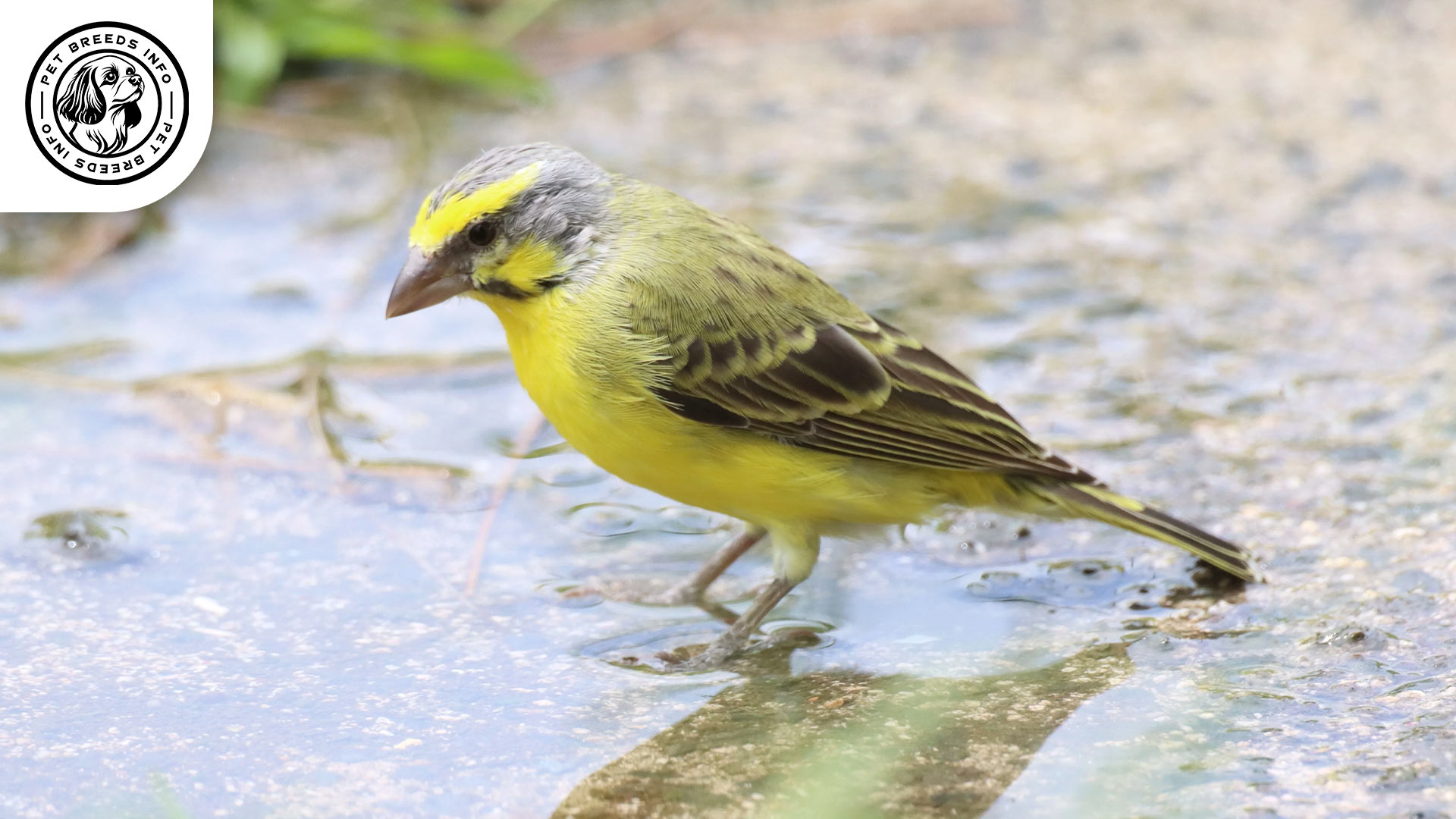 Mozambique Canary Bird Physical