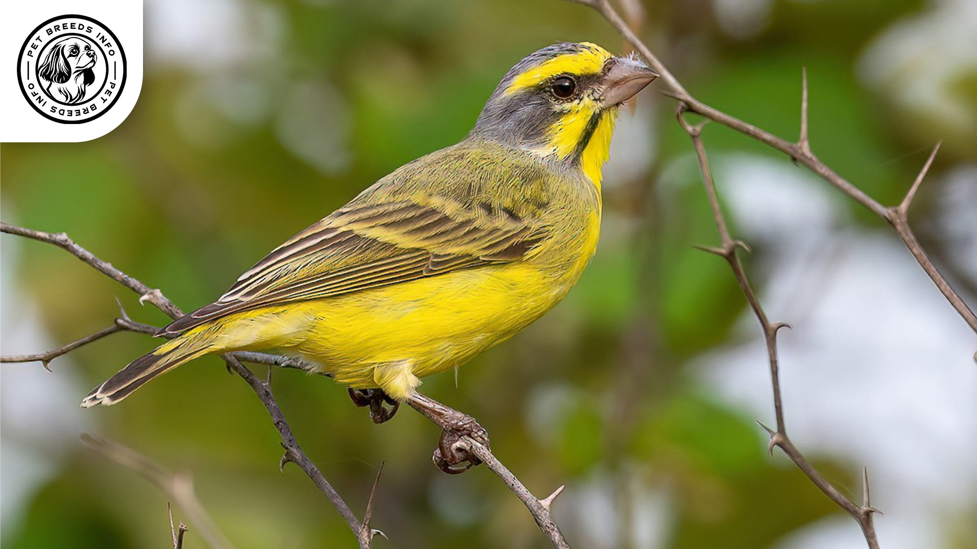 Mozambique Canary Bird