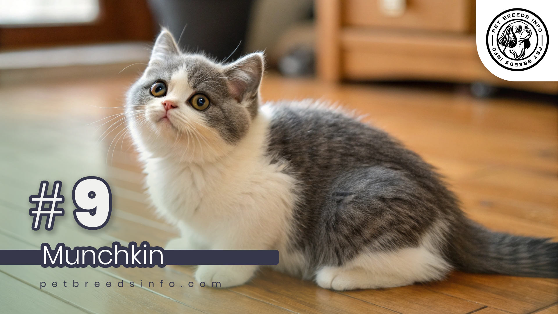 Munchkin